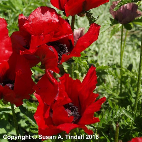 Papaver Orientale Beauty Of Livermere Perennial Plant 9cm Pot - Set of 3