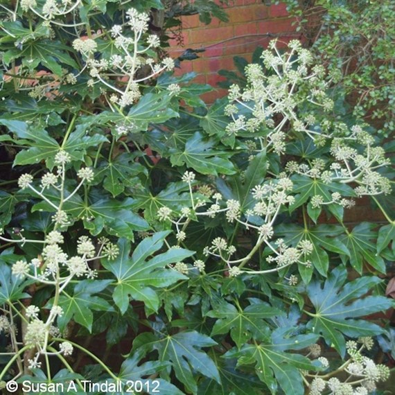 Fatsia japonica - 4L Pot