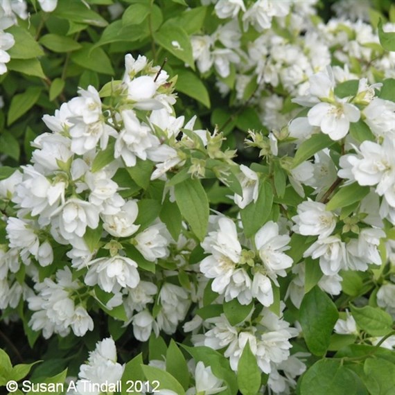 Philadelphus 'Manteau d'Hermine' - 4L Pot