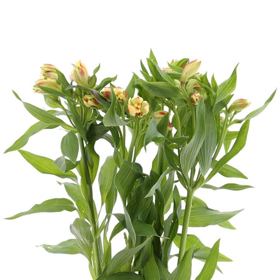 Alstromeria (x 8 stems) - Yellow