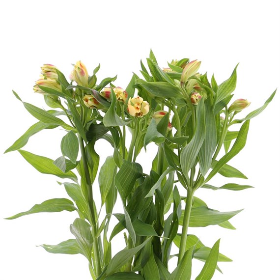 Alstromeria (x 5 Individual Stems) - Yellow