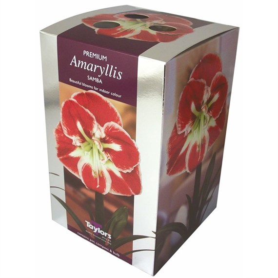 Taylors Bulbs Amaryllis Samba - Single (AP75G)