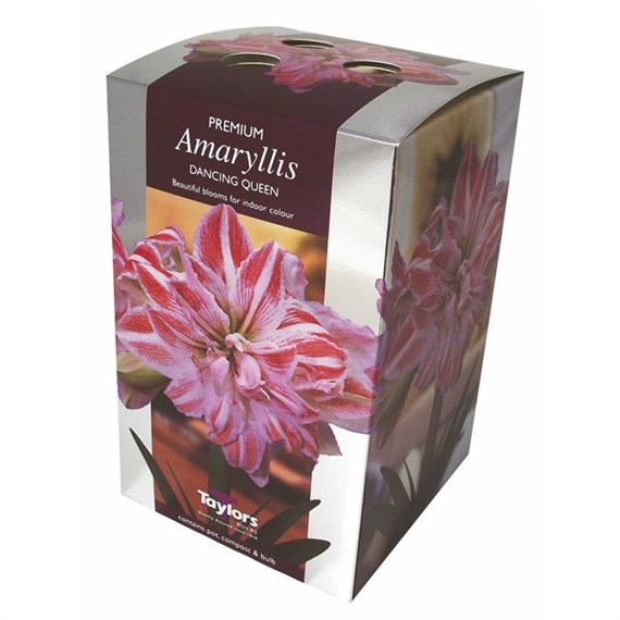 Taylors Bulbs Amaryllis Dancing Queen - Single (AP76D)