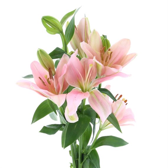 Asiatic Lily (x 4 Individual Stems) - Pink