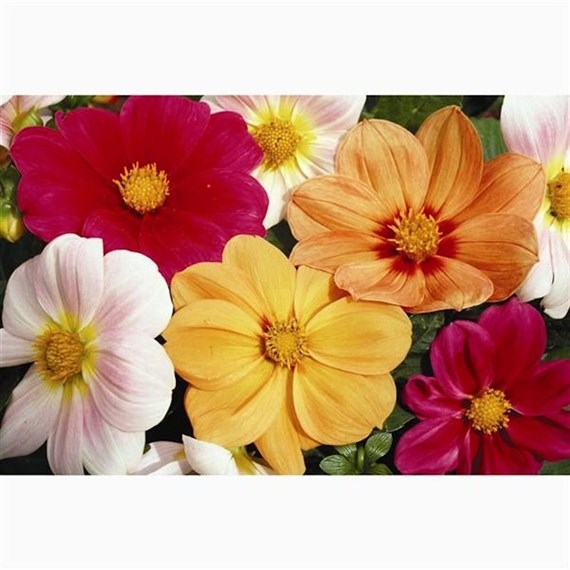 Dahlia Figaro 6 Pack Boxed Bedding