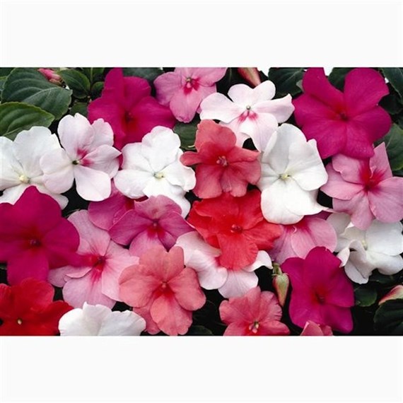 Impatiens F1 Pastel Mixed 6 Pack Boxed Bedding