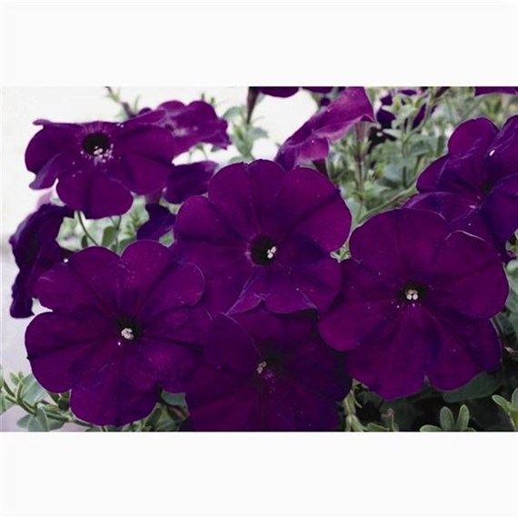 Petunia (Trailing) Wave Blue 6 Pack Boxed Bedding