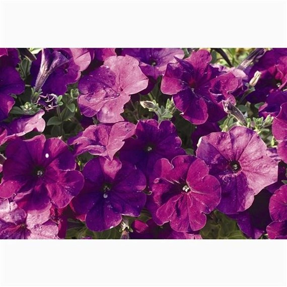 Petunia (Trailing) Wave Lavender 6 Pack Boxed Bedding