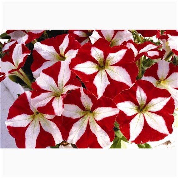Petunia F1 Frenzy Red Star 12 Pack Boxed Bedding