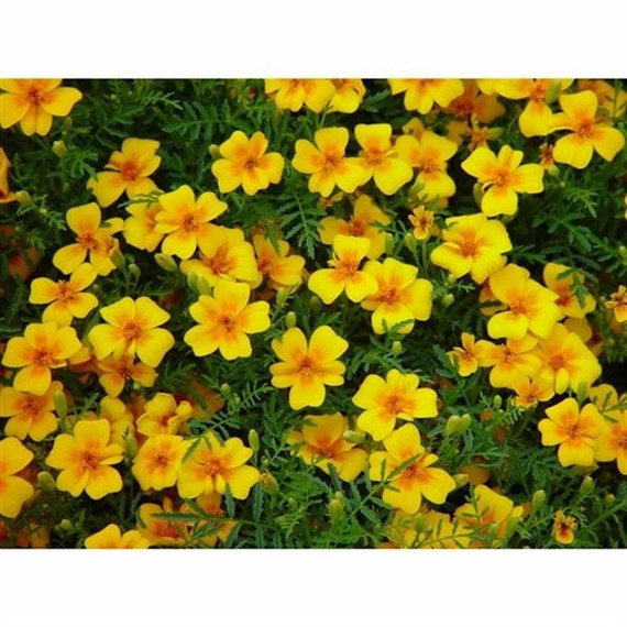 Tagetes Golden Gem 12 Pack Boxed Bedding