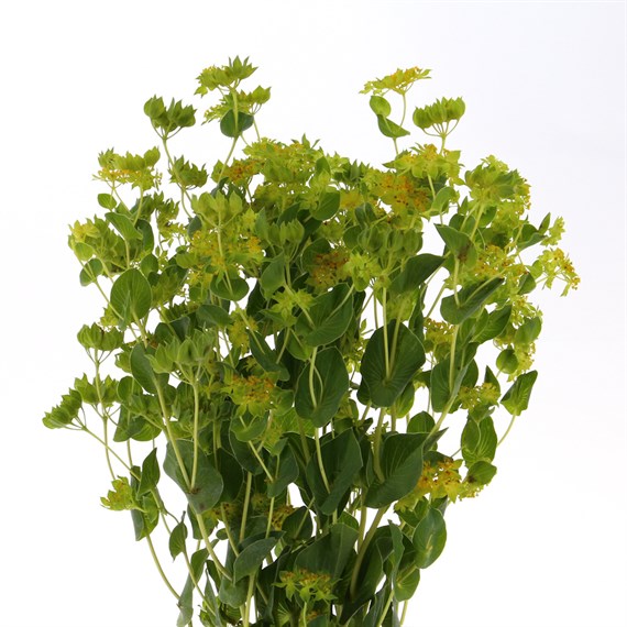 Bupleurum (x 10 individual stems)