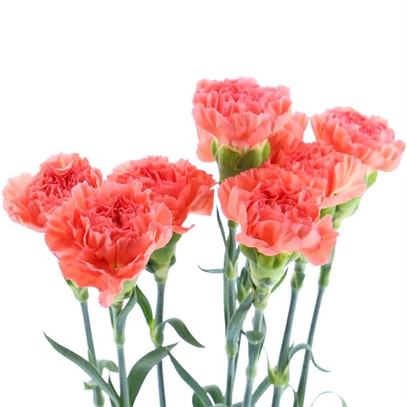 Carnation (x 8 stems) - Orange