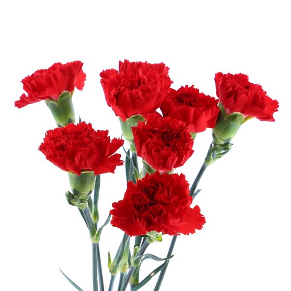 Carnation (x 8 Individual Stems) - Red