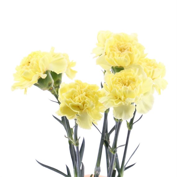 Carnation (x 8 stems) - Yellow