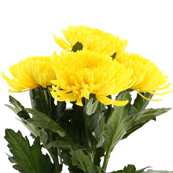 Chrysanthemum Bloom Anastasia (x 4 Individual Stems) - Yellow