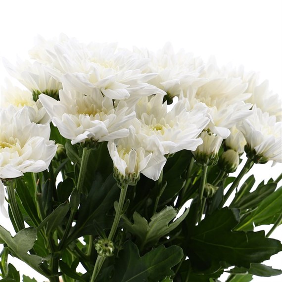 Chrysanthemums (x 5 Individual Stems) - Double White