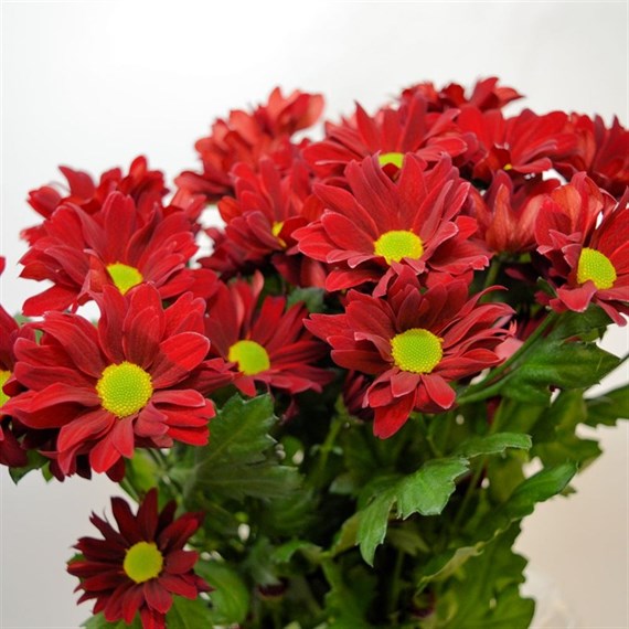 Chrysanthemum Spray (x 5 Individual Stems) - Red