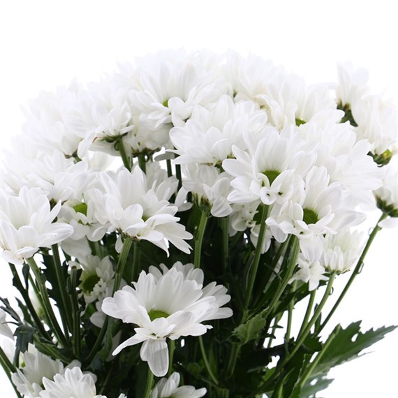Chrysanthemum Spray (x 5 stems) - White