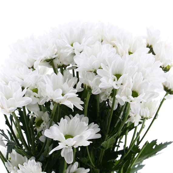 Chrysanthemum Spray (x 5 Individual Stems) - White