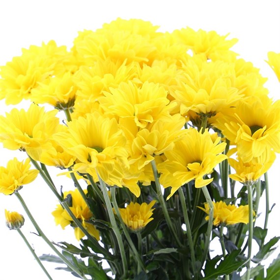 Chrysanthemum Spray (x 5 stems) - Yellow