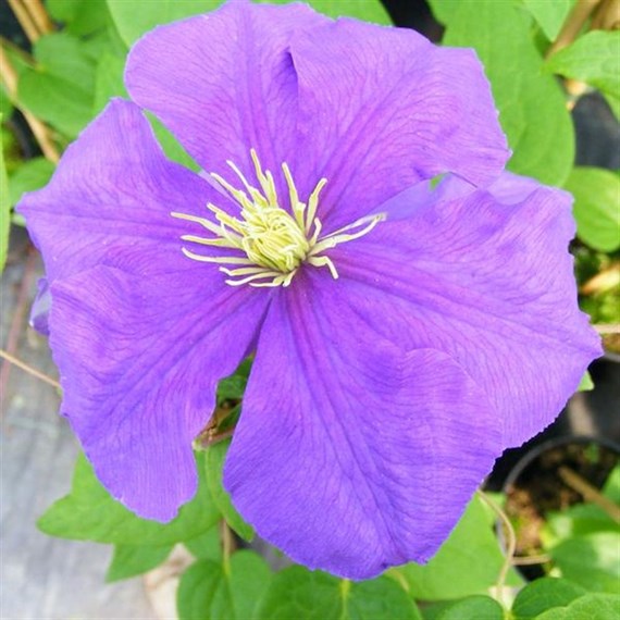 Clematis General Sikorsky Climber Plant