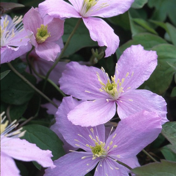 Clematis Montana Pink Perfection 3 Litre Climber Plant