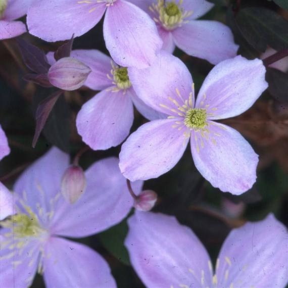 Clematis Montana Rubens 3 Litre Climber Plant