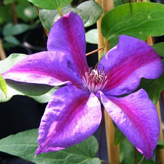 Clematis Mrs N Thompson Climber Plant