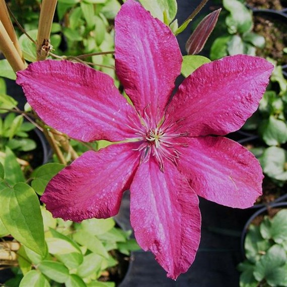 Clematis Niobe Climber Plant 3L