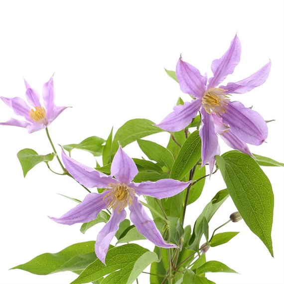Clematis (x 5 Stems) - Lilac