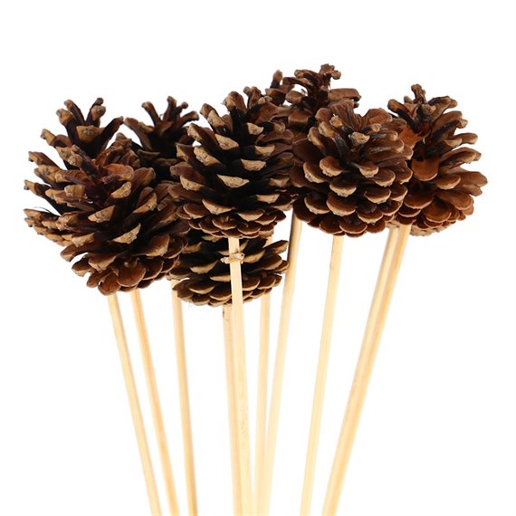 Cones (x 5 Individual Stems) - Natural