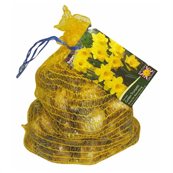 Taylors Bulbs Narcissi Golden Trumpets - 5kg (D5GT100)