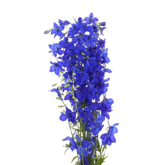 Delphinium (x 5 stems) - Blue