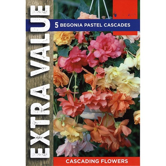 Taylors Bulbs Begonia Pastel Cascades (4 Pack) (ESV502)