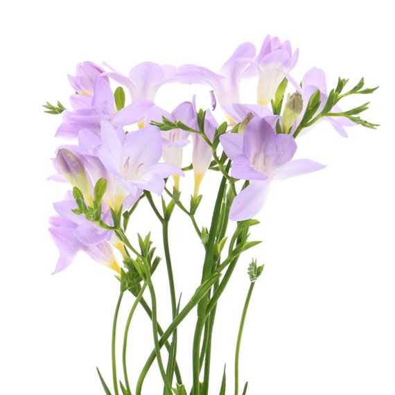Freesia (x 5 Individual Stems) - Lilac