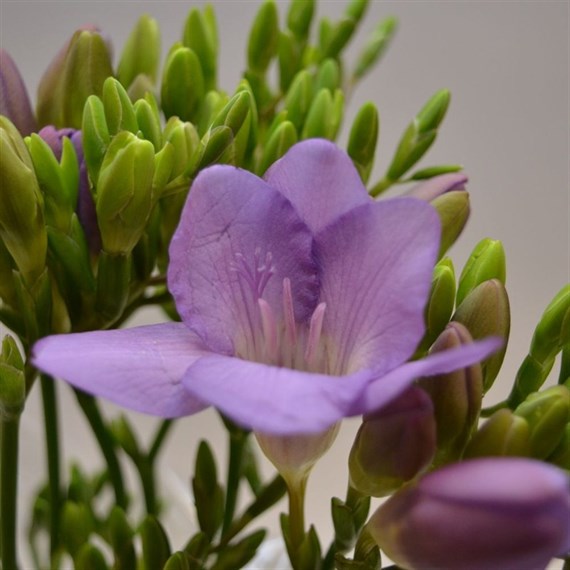 Freesia (x 7 stems) - Lilac