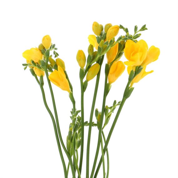 Freesia (x 5 Individual Stems) - Yellow