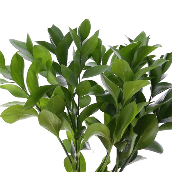 Hard Ruscus Greenery (x 10 Individual Stems)