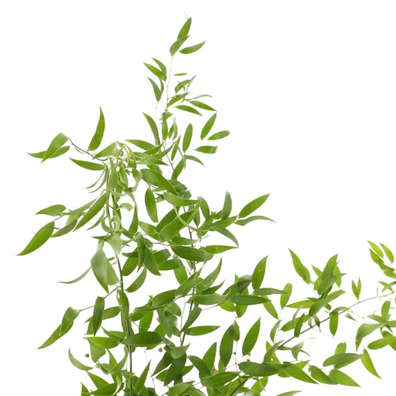 Soft Ruscus Greenery (100G)