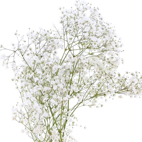 Gypsophilia Large Bloom (x 5 Individual Stems)