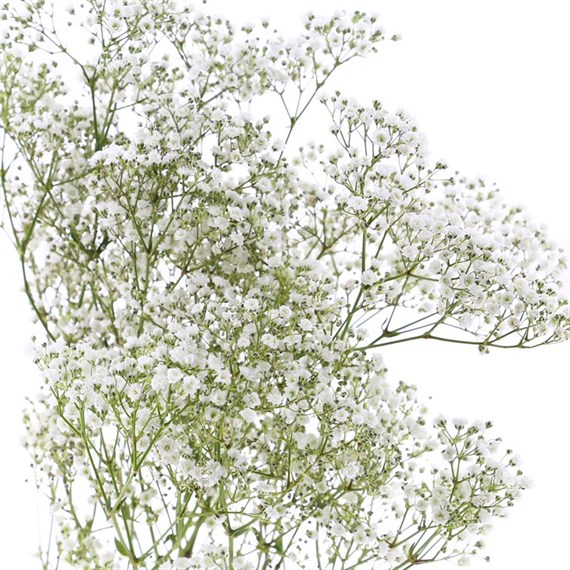 Gypsophilia Small Bloom (x 5 Individual Stems)