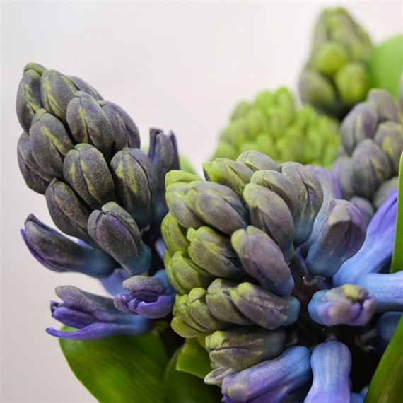 Hyacinth (x 4 Individual Stems) - Blue