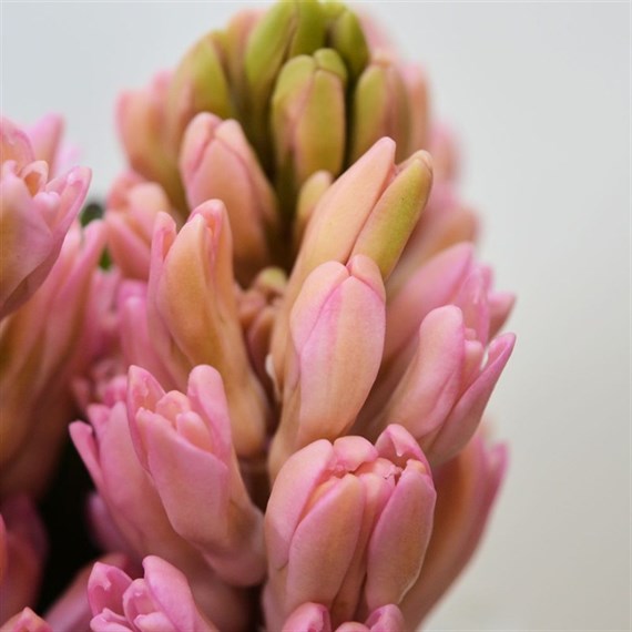 Hyacinth (x 4 Individual Stems) - Pink