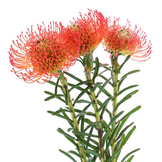 Leucospermum (x 3 Individual Stems) - Orange