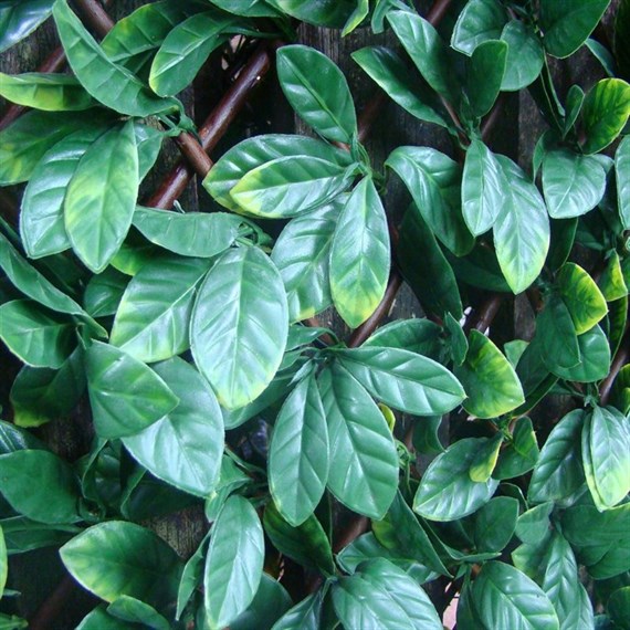 WitchHedge Laurel Extendable Hedging 1m x 2m (LEXTHD)