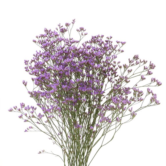 Limonium (x 5 Individual Stems) - Lilac