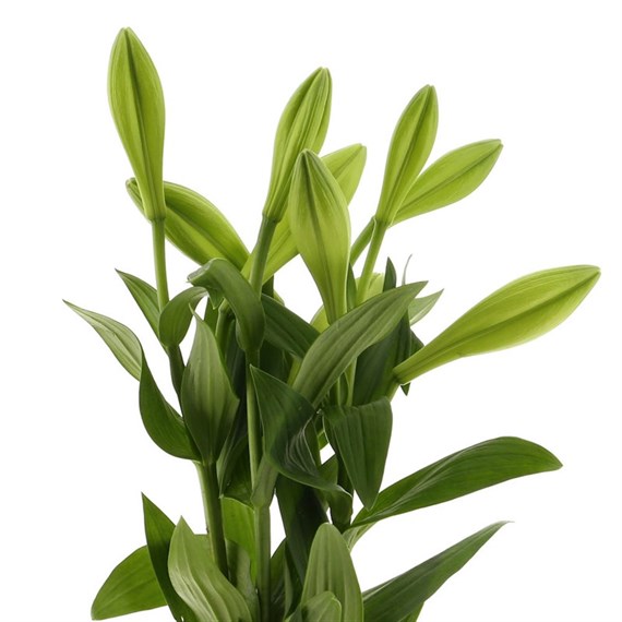 Longi Lily (x 3 Individual Stems) - White