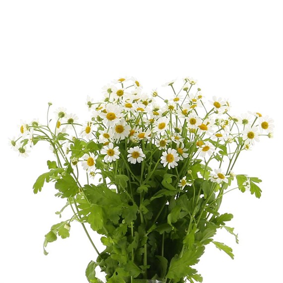 Matricaria (x 5 Individual Stems) - White