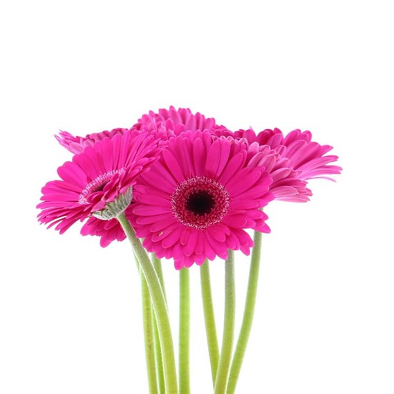 Gerbera - Mini (x 8 Individual Stems) - Cerise