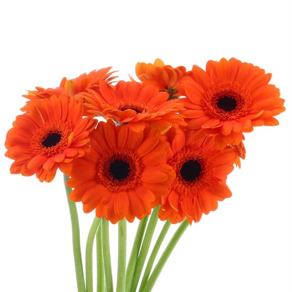 Gerbera Black Eye - Mini (x 8 Individual Stems) - Orange